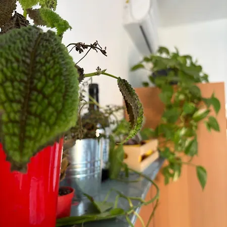 Oda ve Kahvaltı Casa Tricy *