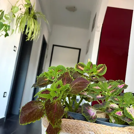 Oda ve Kahvaltı Casa Tricy *